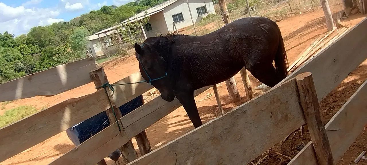 Mangalarga paulista  - Foto 2