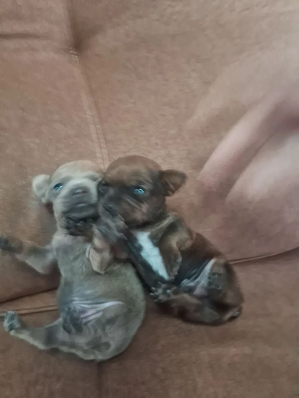 Filhotes de Pinscher Zero  - Foto 3