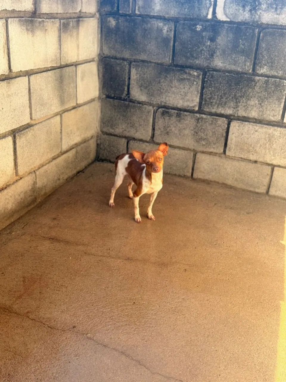 Pinscher macho 11 meses - Foto 2