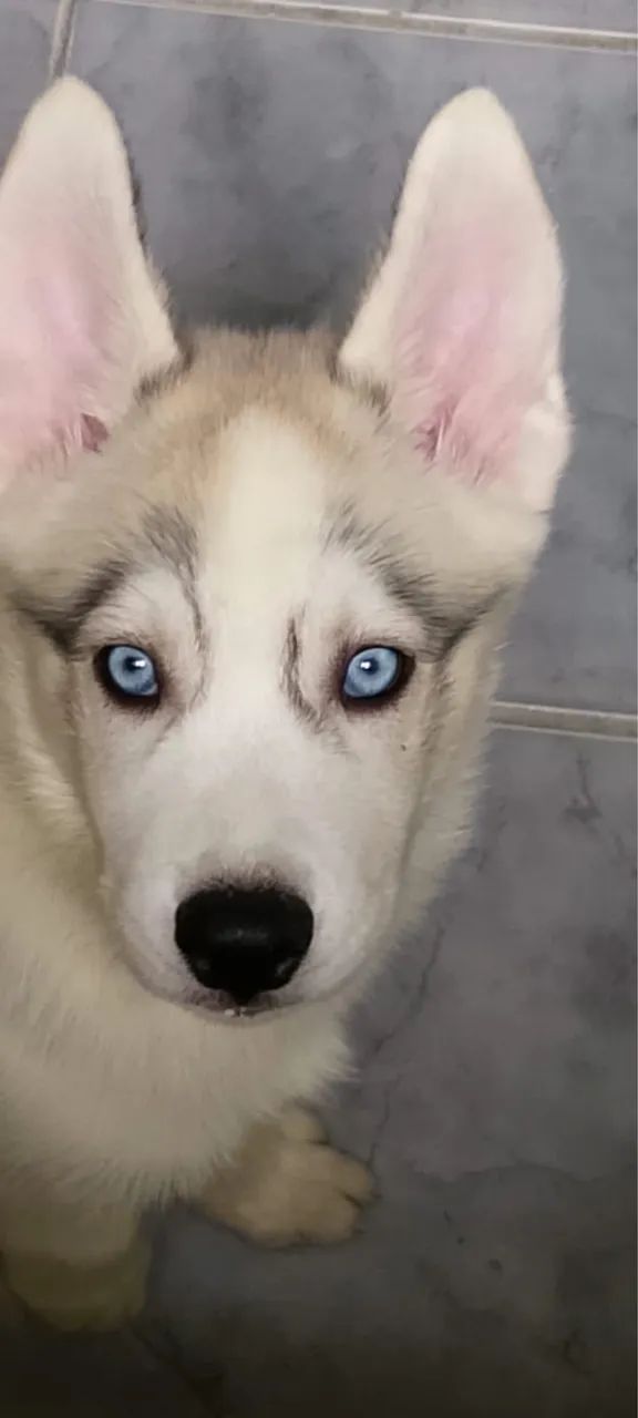 Vende-se husky siberiano  - Foto 2