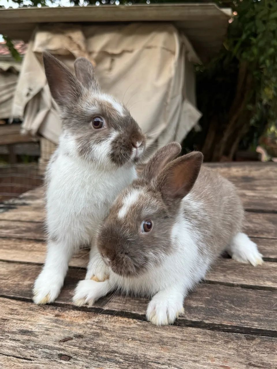 Coelho mini netherland dwarf  - Foto 3