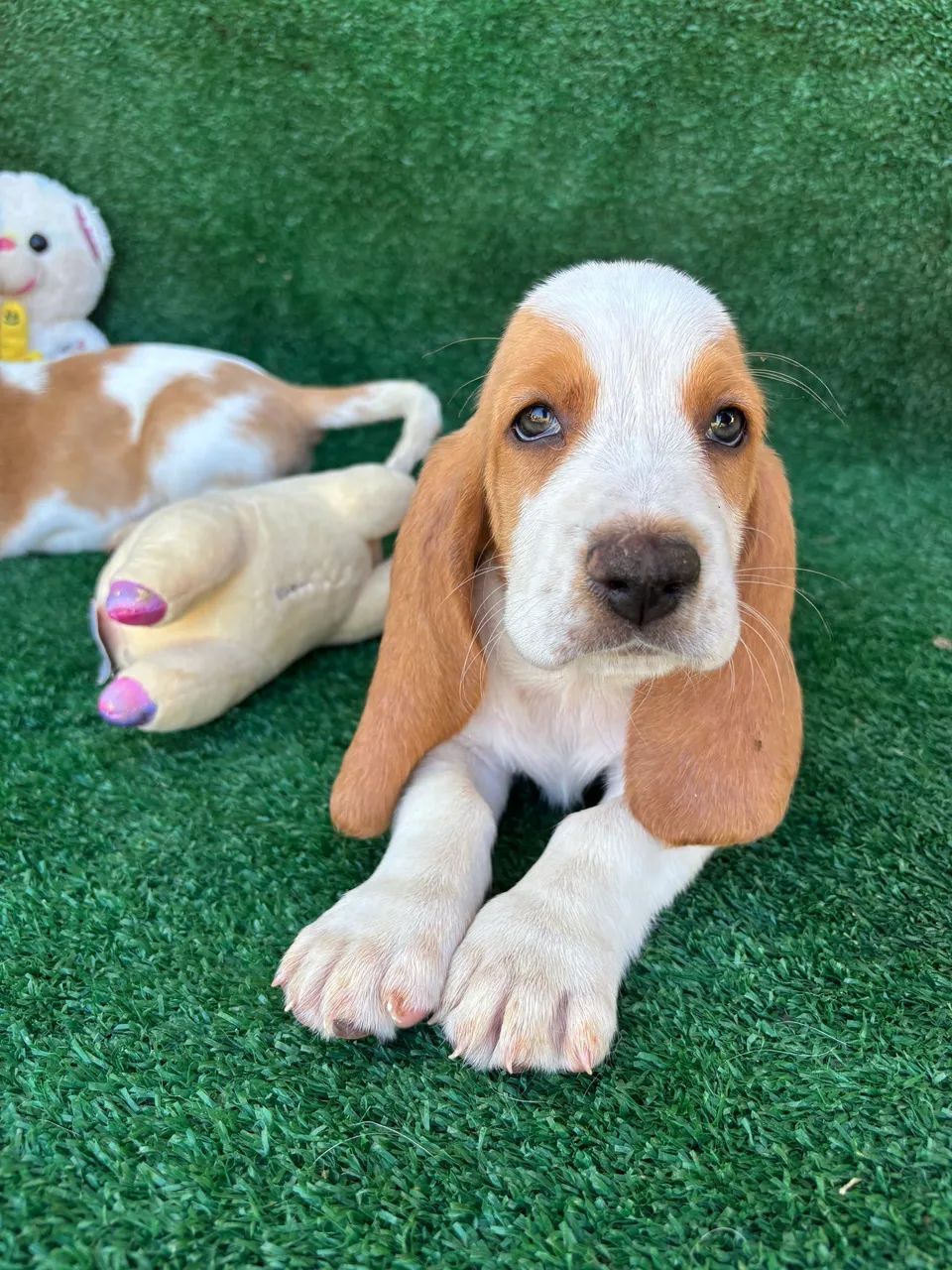 Basset hound  - Foto 2