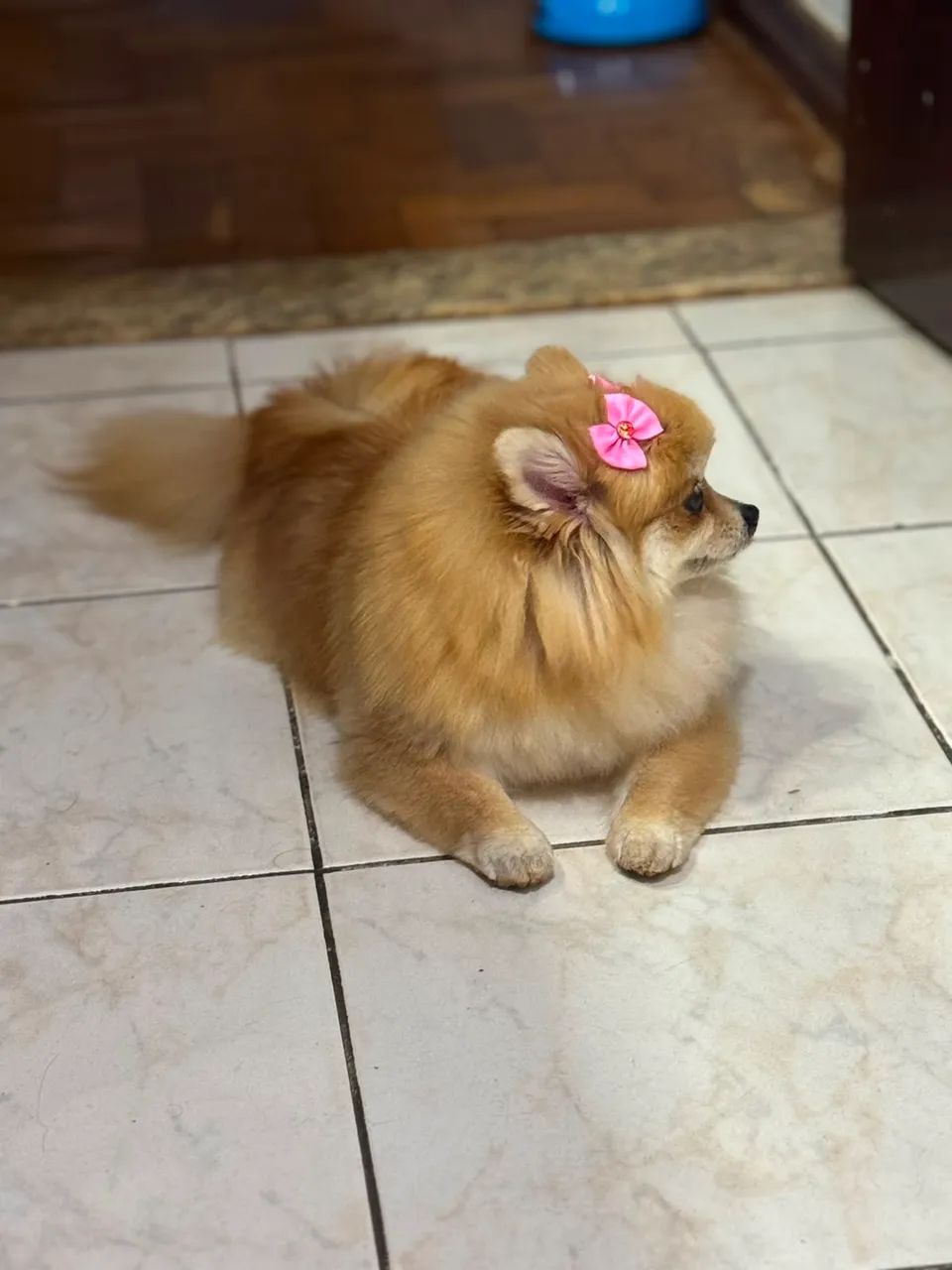 Spitz alemão  - Foto 4