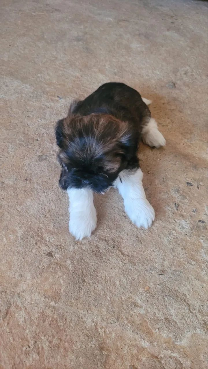 Shih Tzu Macho  - Foto 5