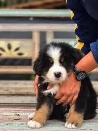 Bernese Mountain  filhotes 