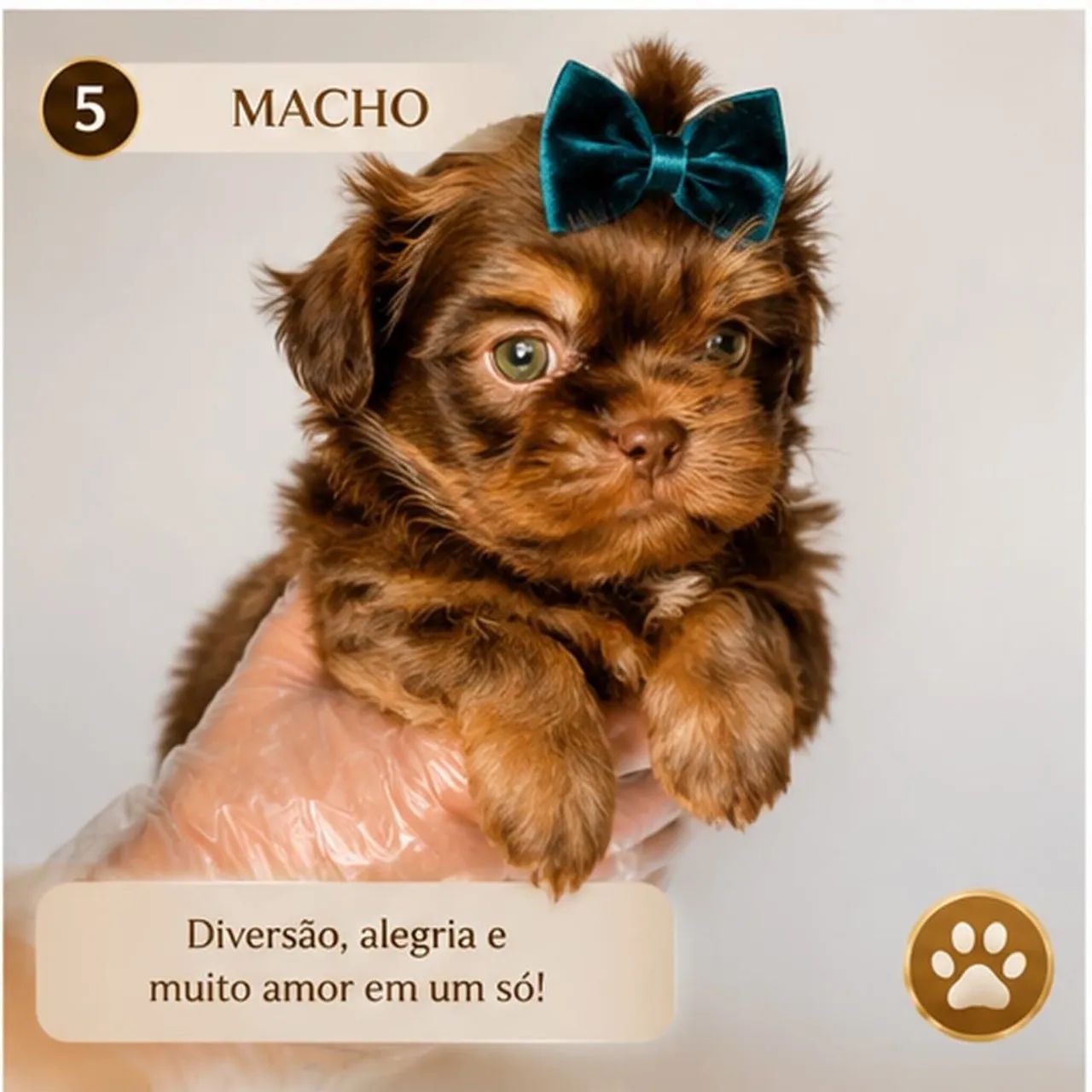 Shih tzu femea e macho mini  - Foto 5