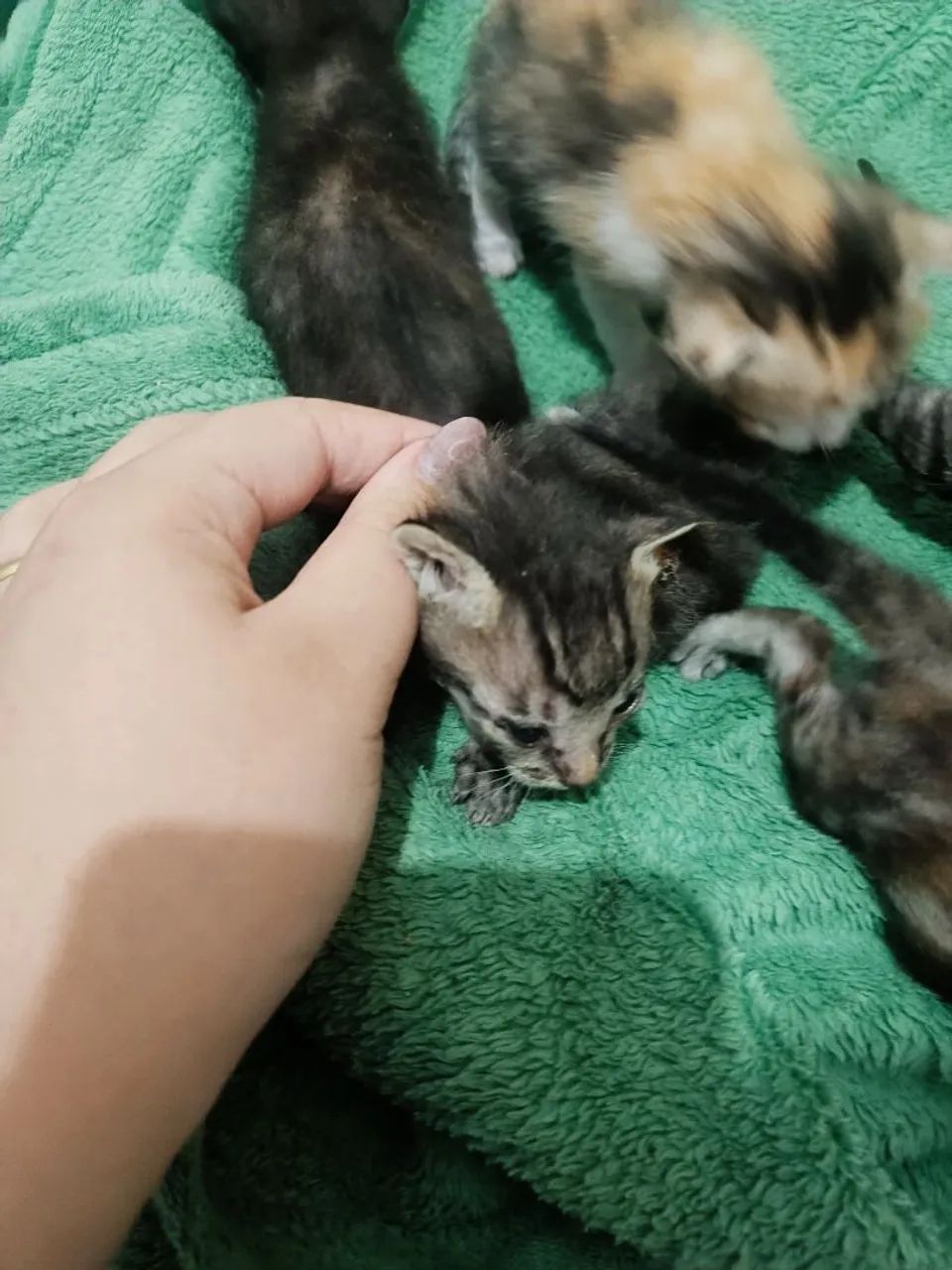 Doação de gatinhos  - Foto 4