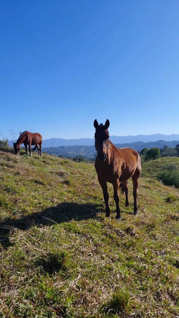 Cavalo quarto de milha  - Foto 3