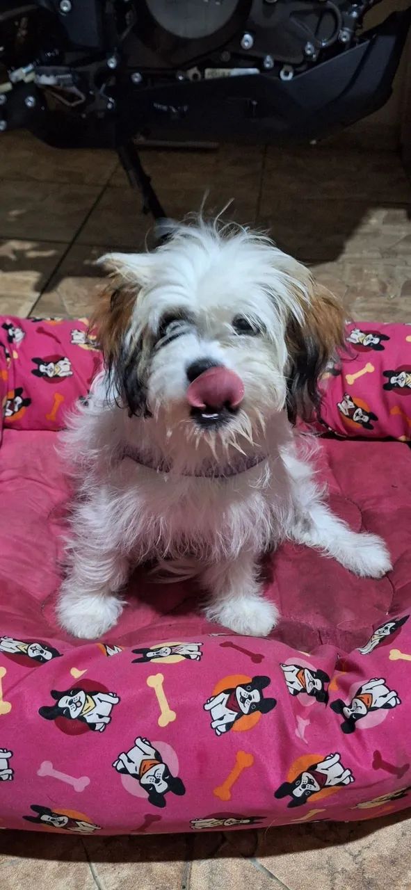 Doação responsável - Cachorra Shih Tzu