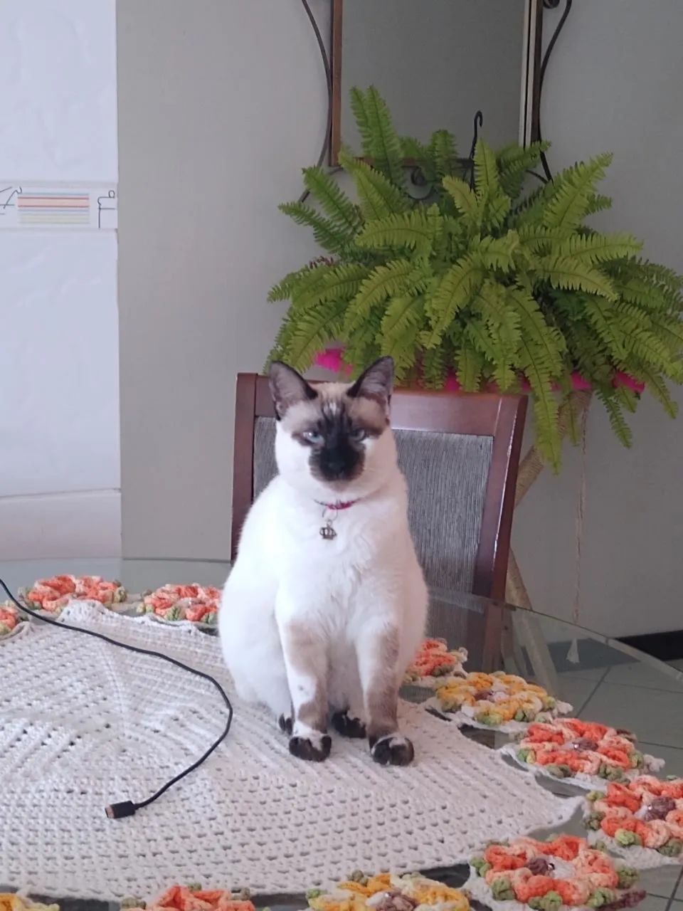 Doa-se duas gatas  - Foto 2