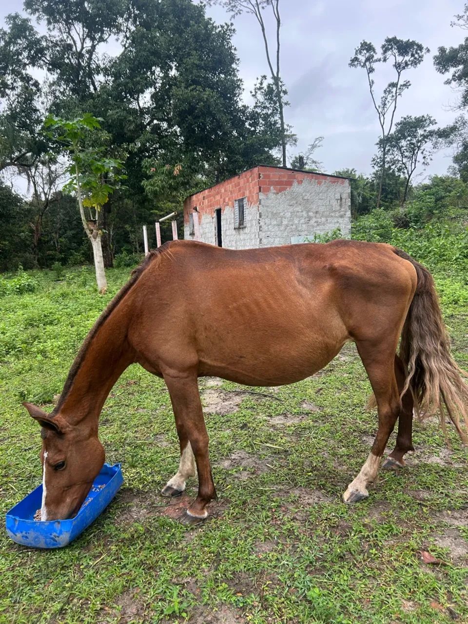 Cavalo - Foto 5