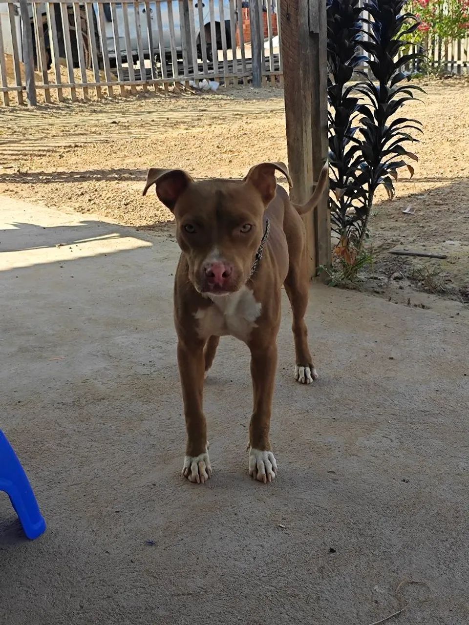 Pitbull de 5 Meses  - Foto 2