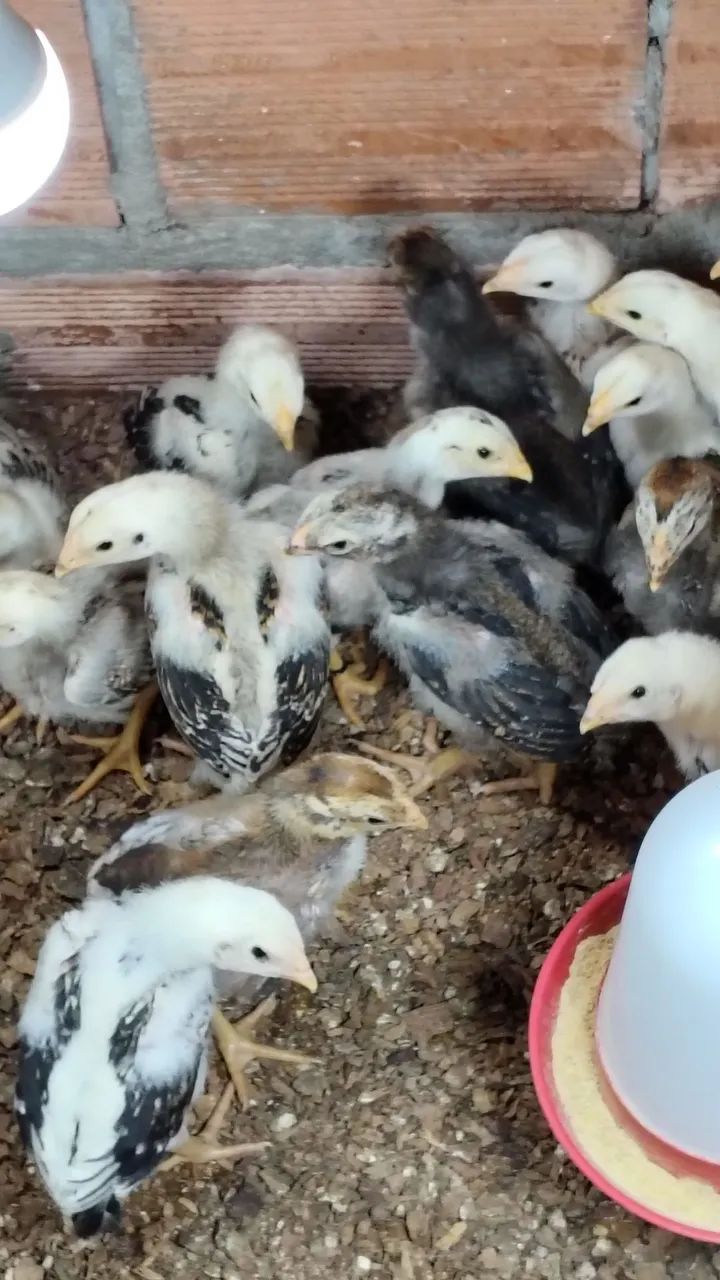 Pintinhos da raça Mura com 18 dias valor individual r$ 30 - Foto 4