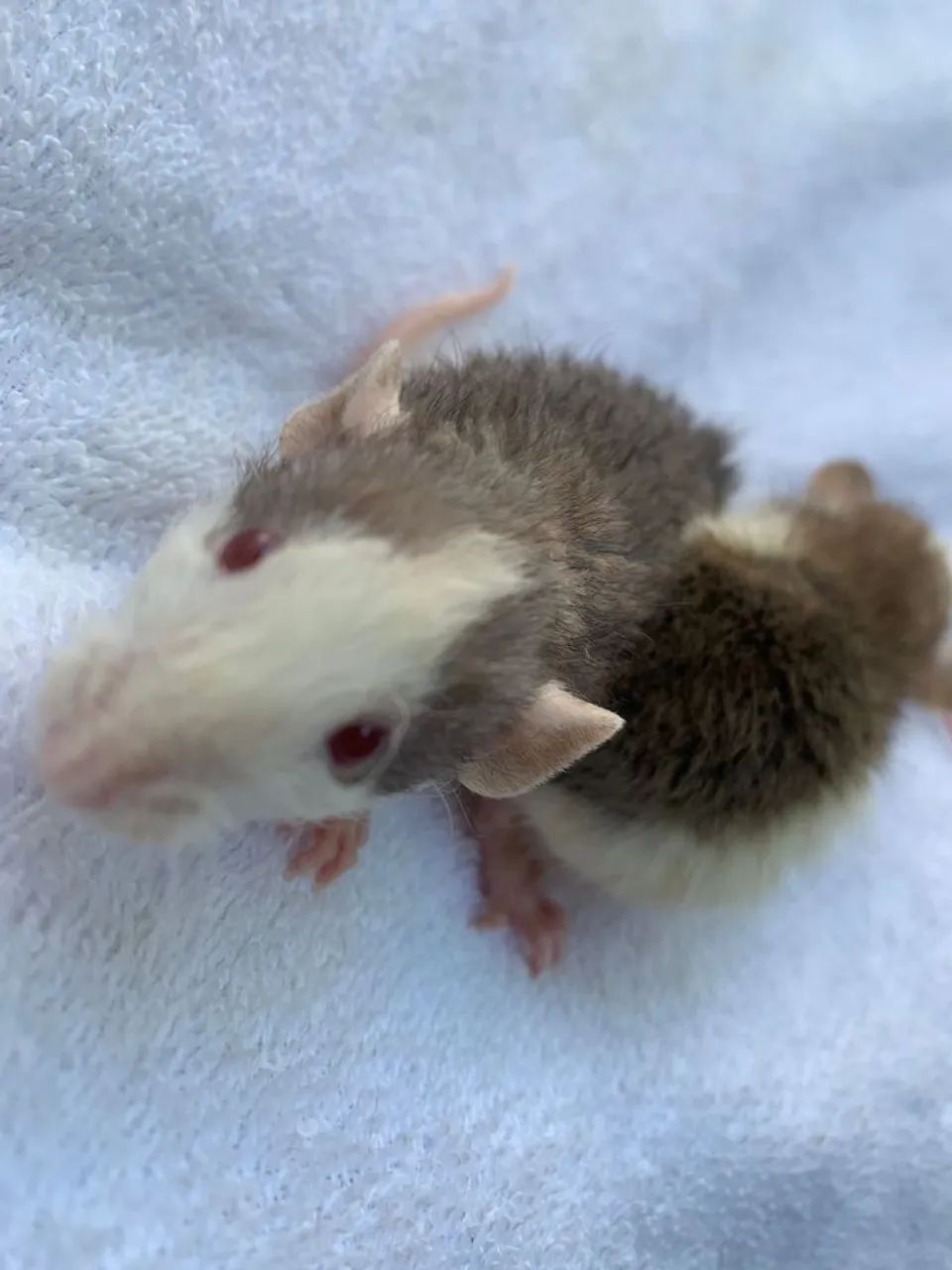 Ratinho Twister! - Foto 2