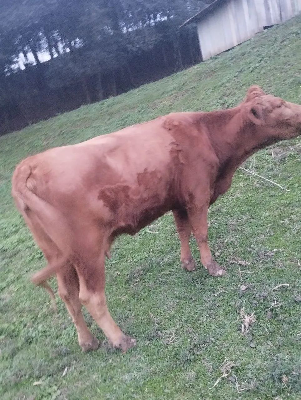 Vaca Red angus  - Foto 4