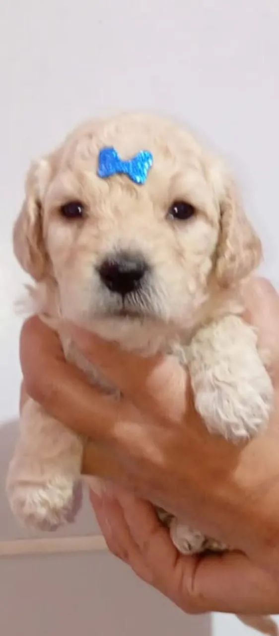 Poodle  - Foto 3