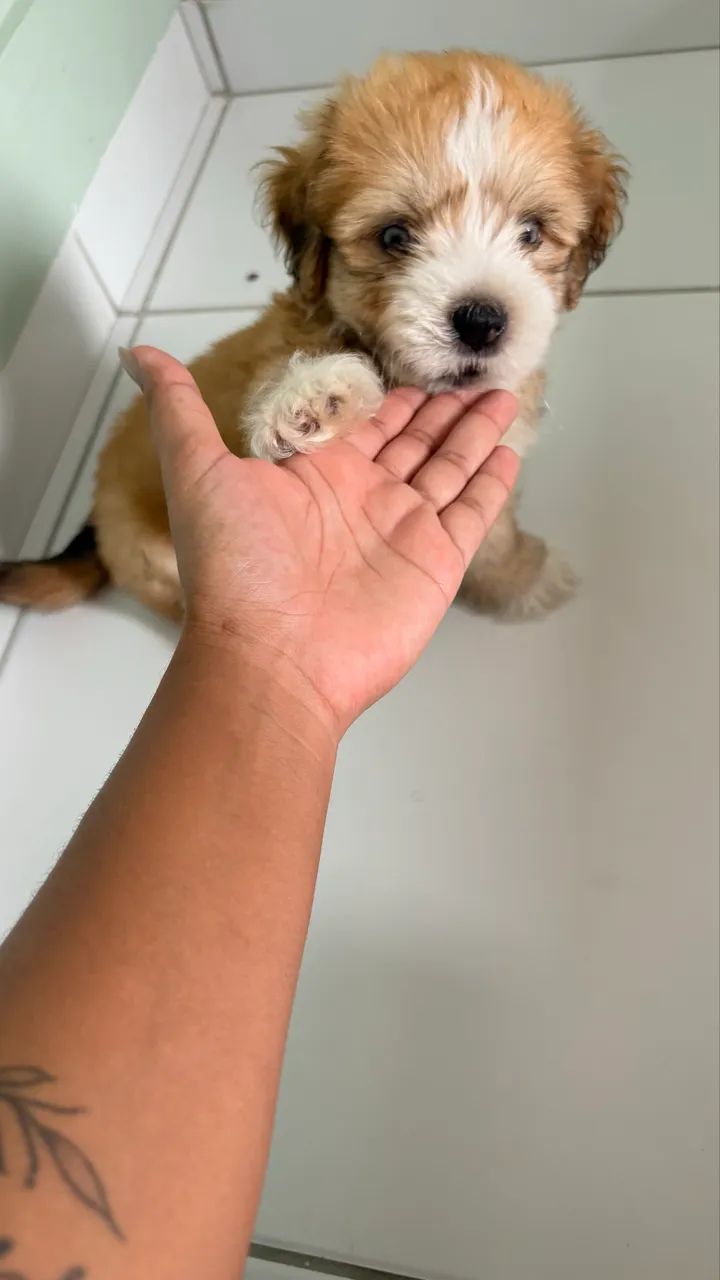 Filhote de poodle com shitzu - Foto 2