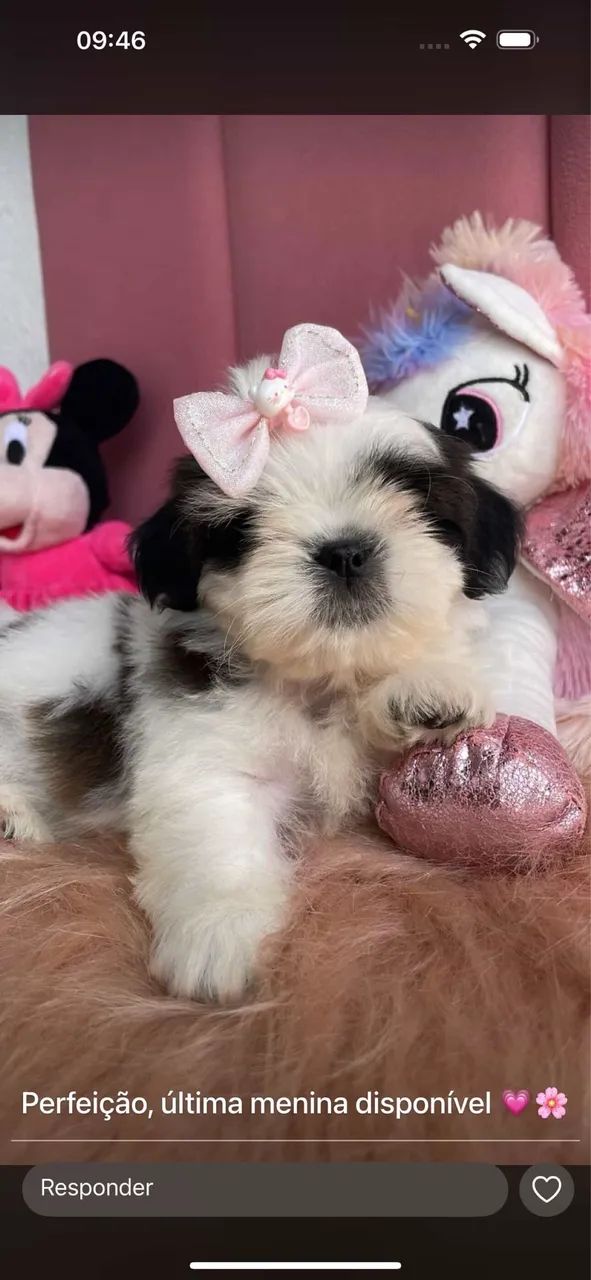 Shihtzu com pedigree 