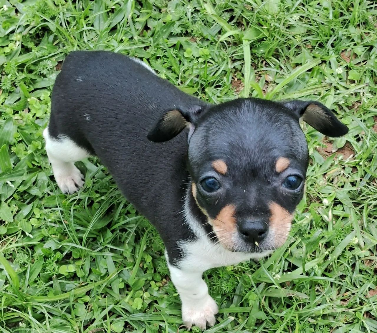 Animal de estimaçao  - Foto 4