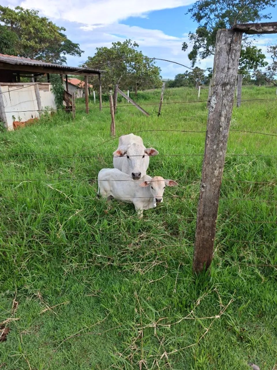 Mini vaca com filhote  - Foto 2