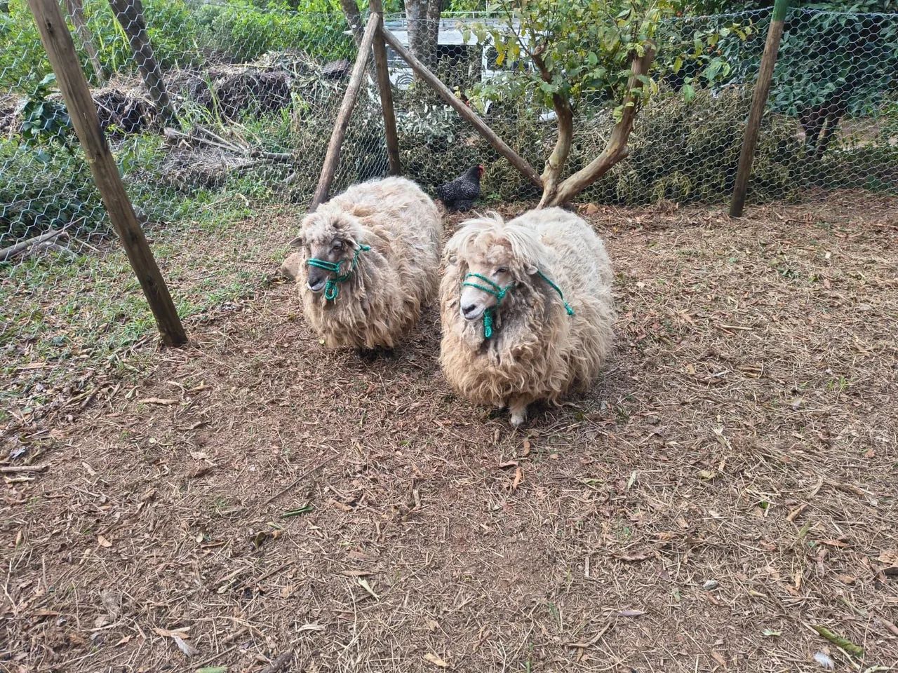 Vendo 2 ovelhas 