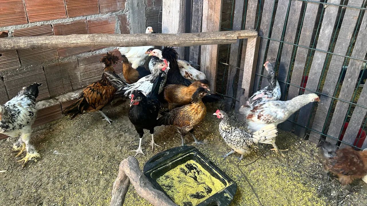 Frangos diversas Raças 