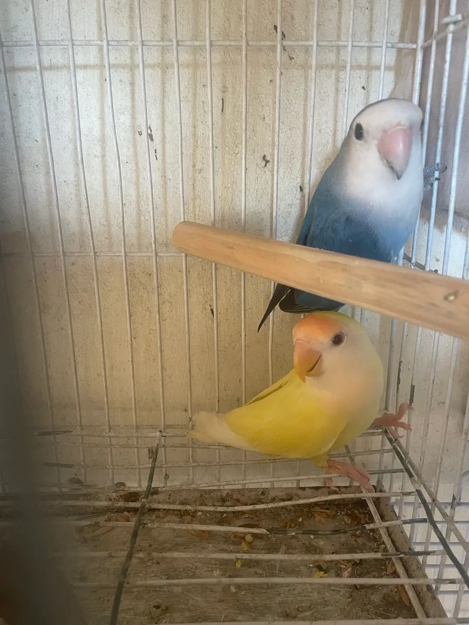 Gaiolas  - Foto 3