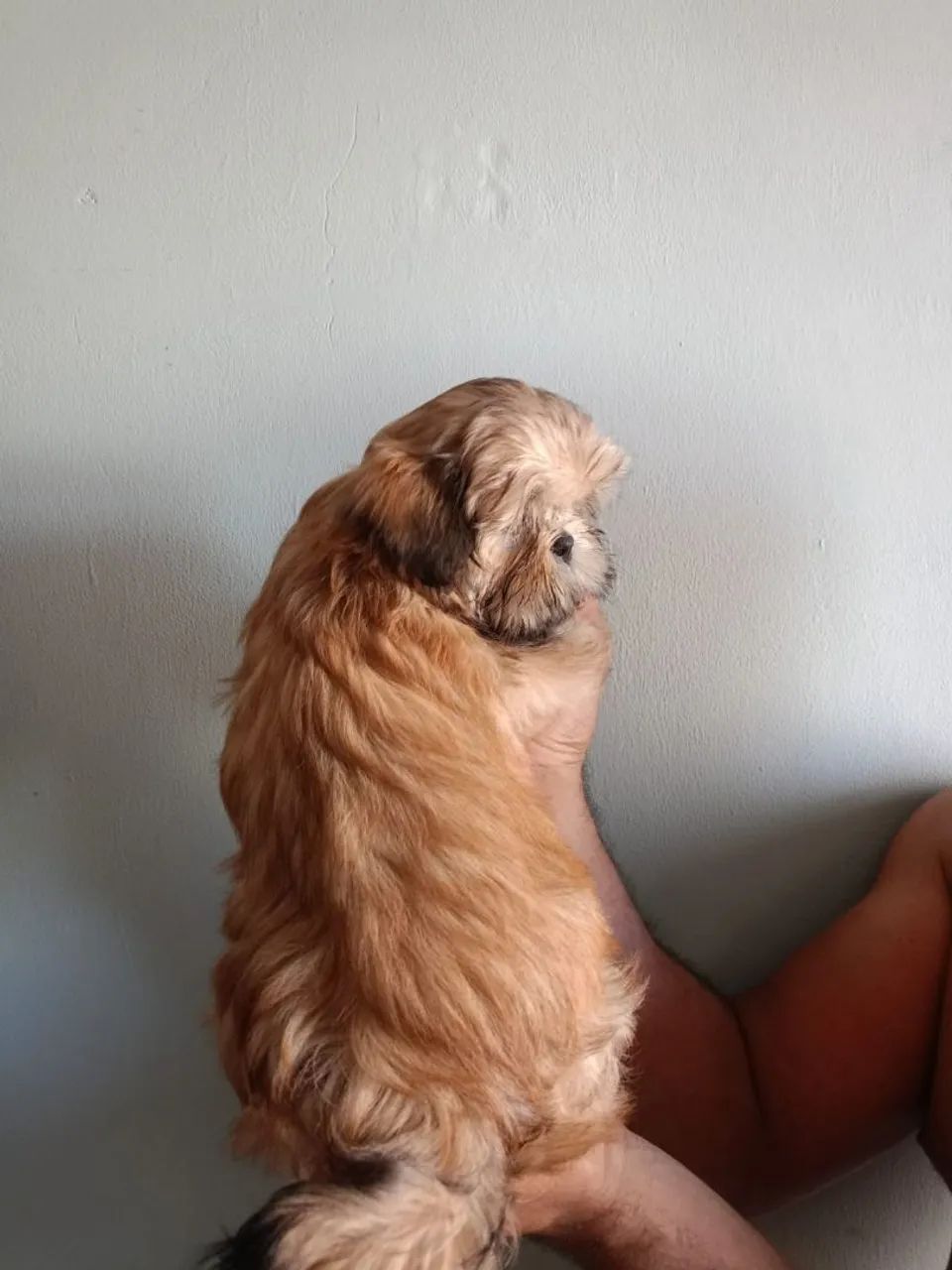 Filhotes Shih Tzu  - Foto 2