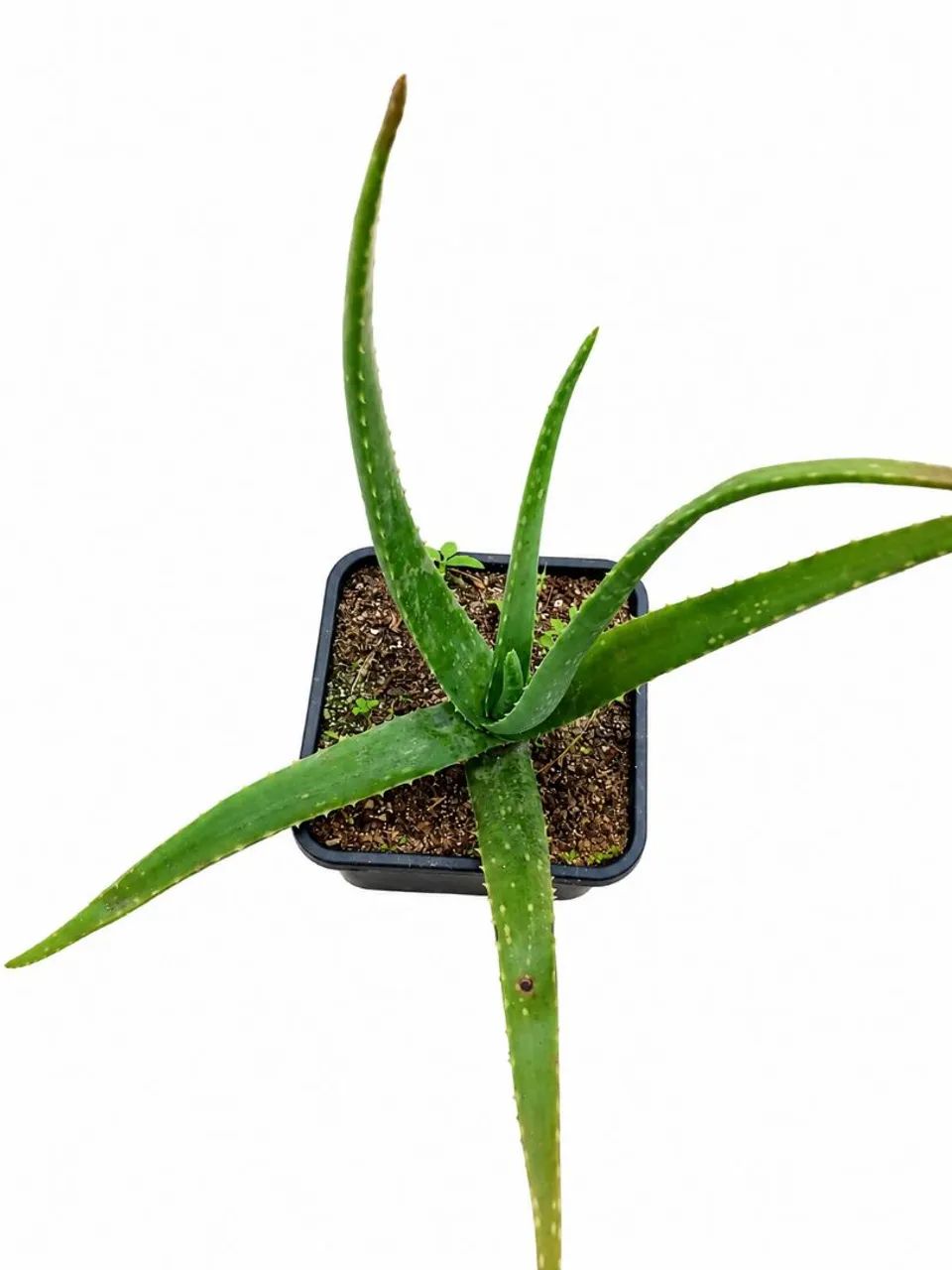 Muda de Babosa (Aloe Vera) 20cm - Planta Medicinal e Cosmética | Fácil Cultivo  - Foto 2