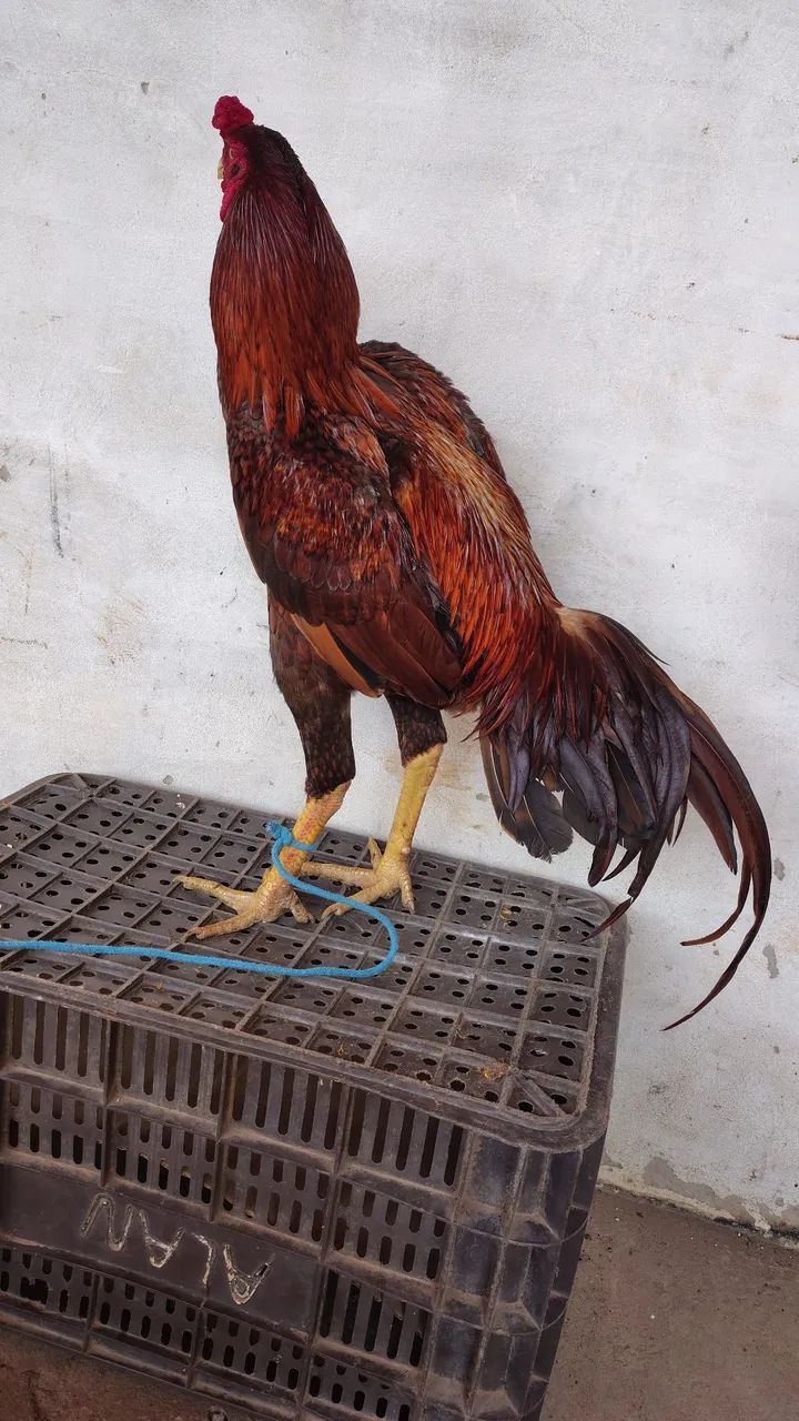 Vendo frango carioca  - Foto 5