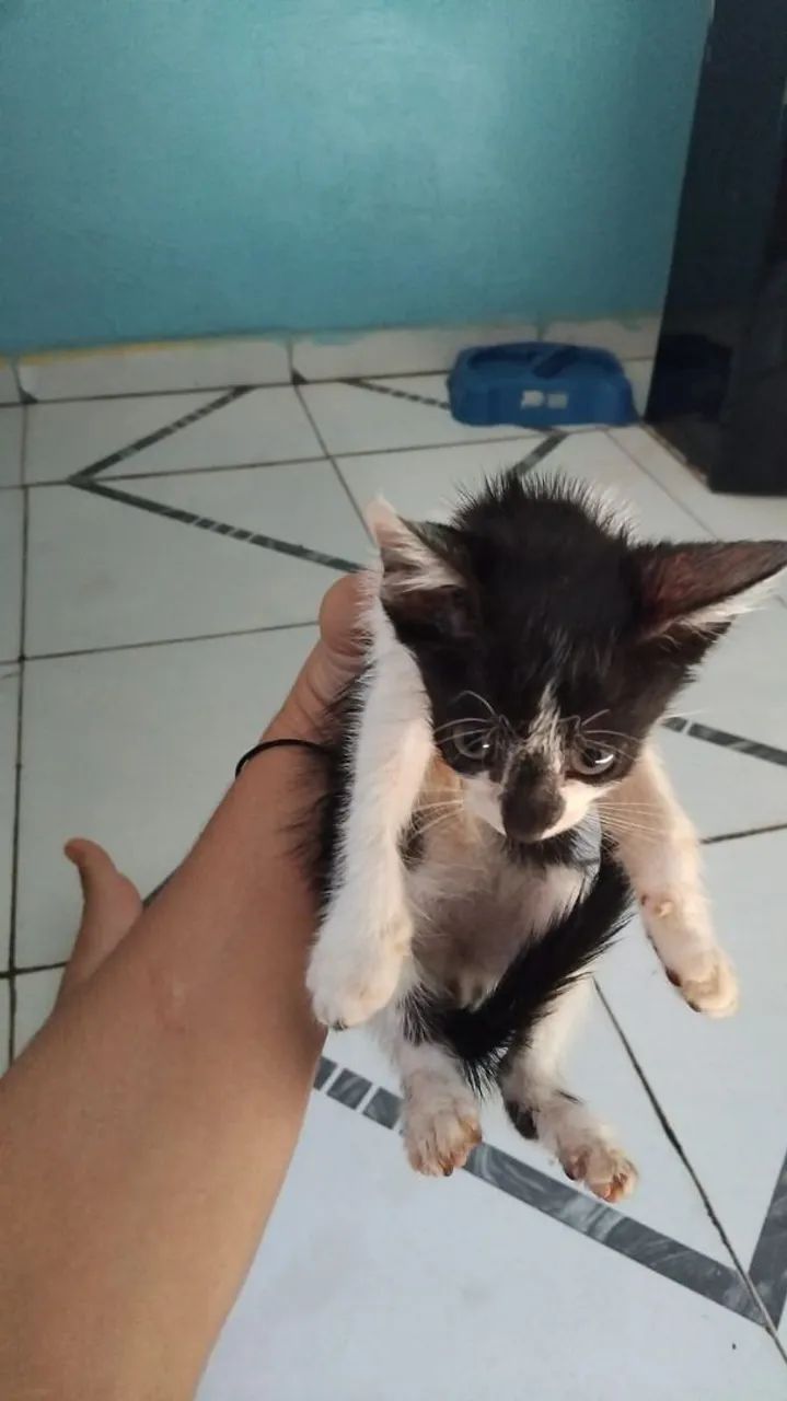 Doação de gato - Foto 4