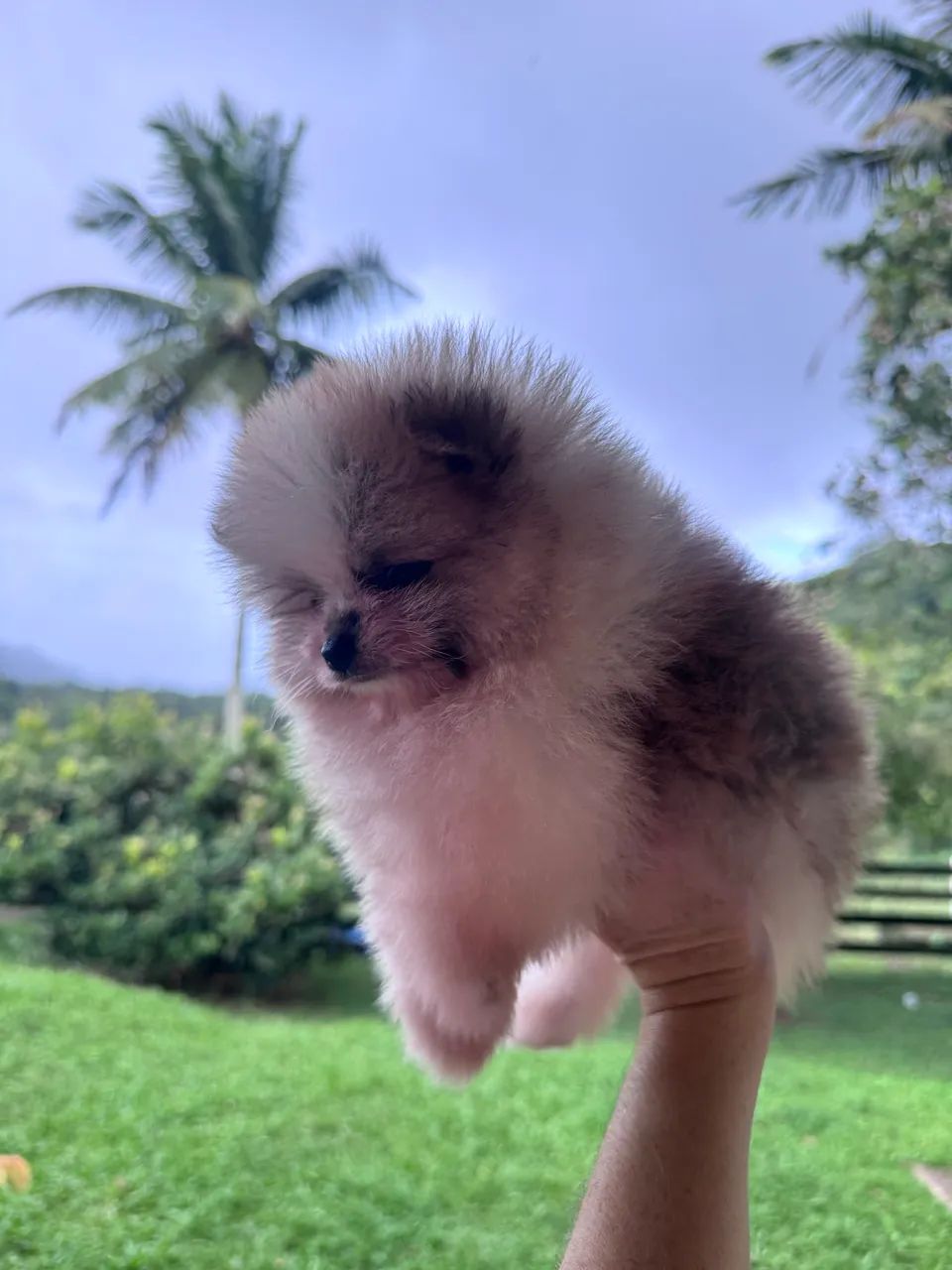 Spitz alemão anão  - Foto 4