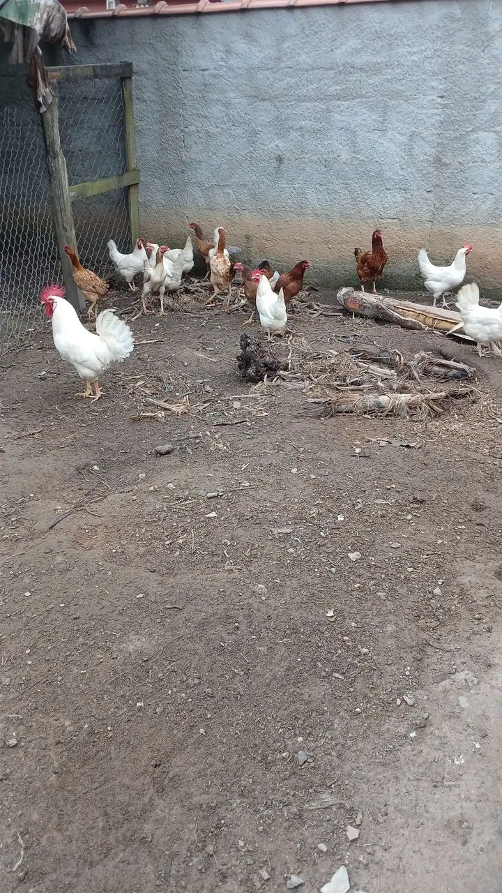 Aves galinhas  - Foto 2