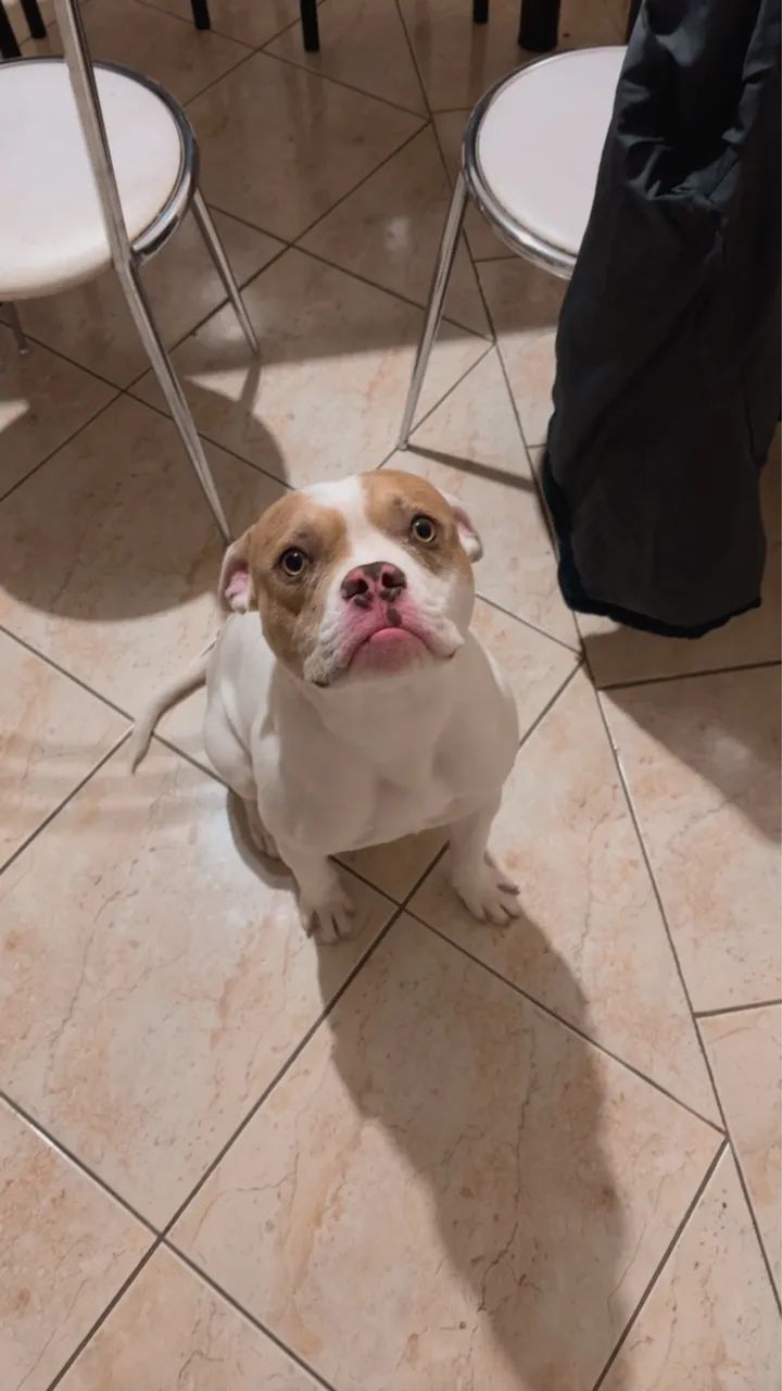 Vendo Pit bul 