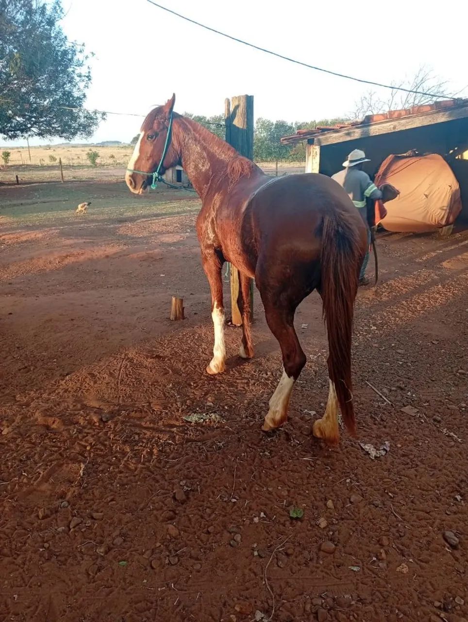 Égua Mangalarga Paulista Registrada  - Foto 5