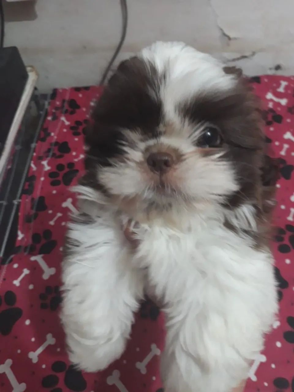 Shih tzu - Foto 2