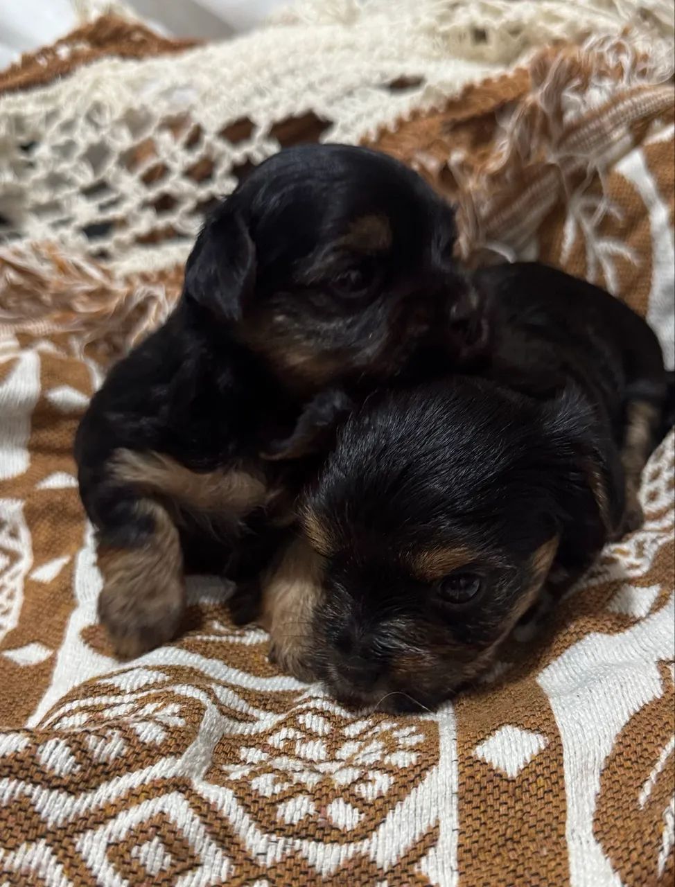Vende-se cachorro macho yorkshire  - Foto 2