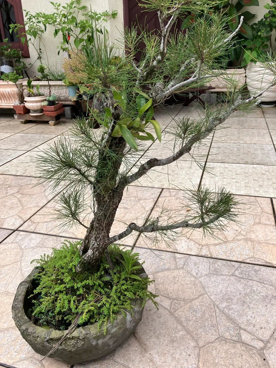 Pré bonsai Pinheiro casuarina 25 anos