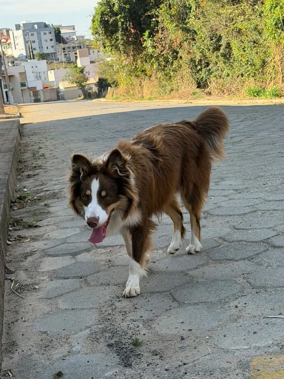 Cachorro  macho - Foto 2