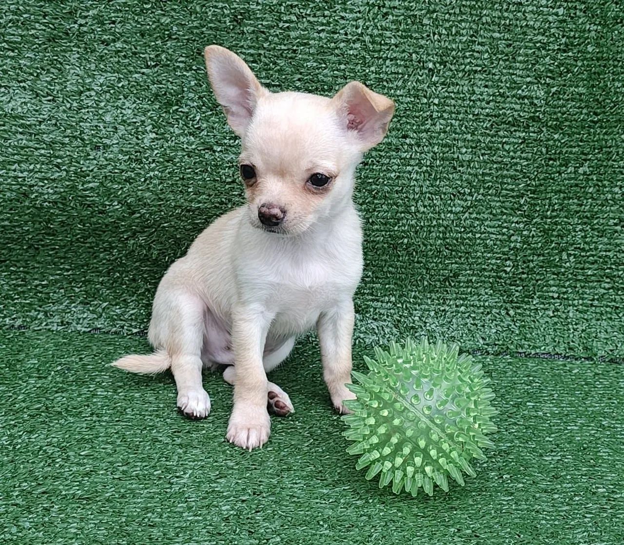chihuahua alto padrão  - Foto 4