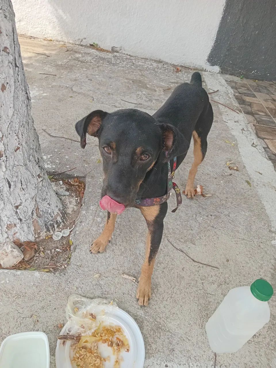 Adoção responsável  - Foto 2