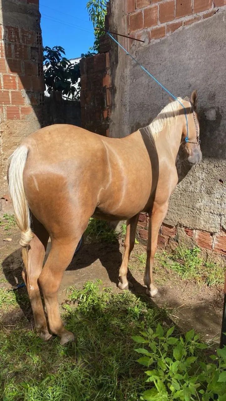 Cavalo - Foto 2