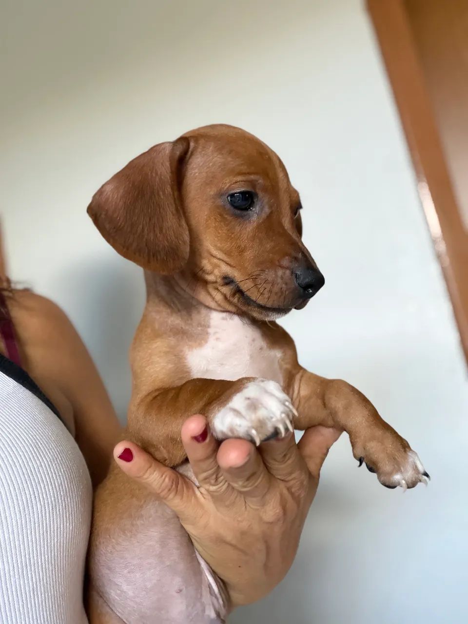 Salsicha  macho 