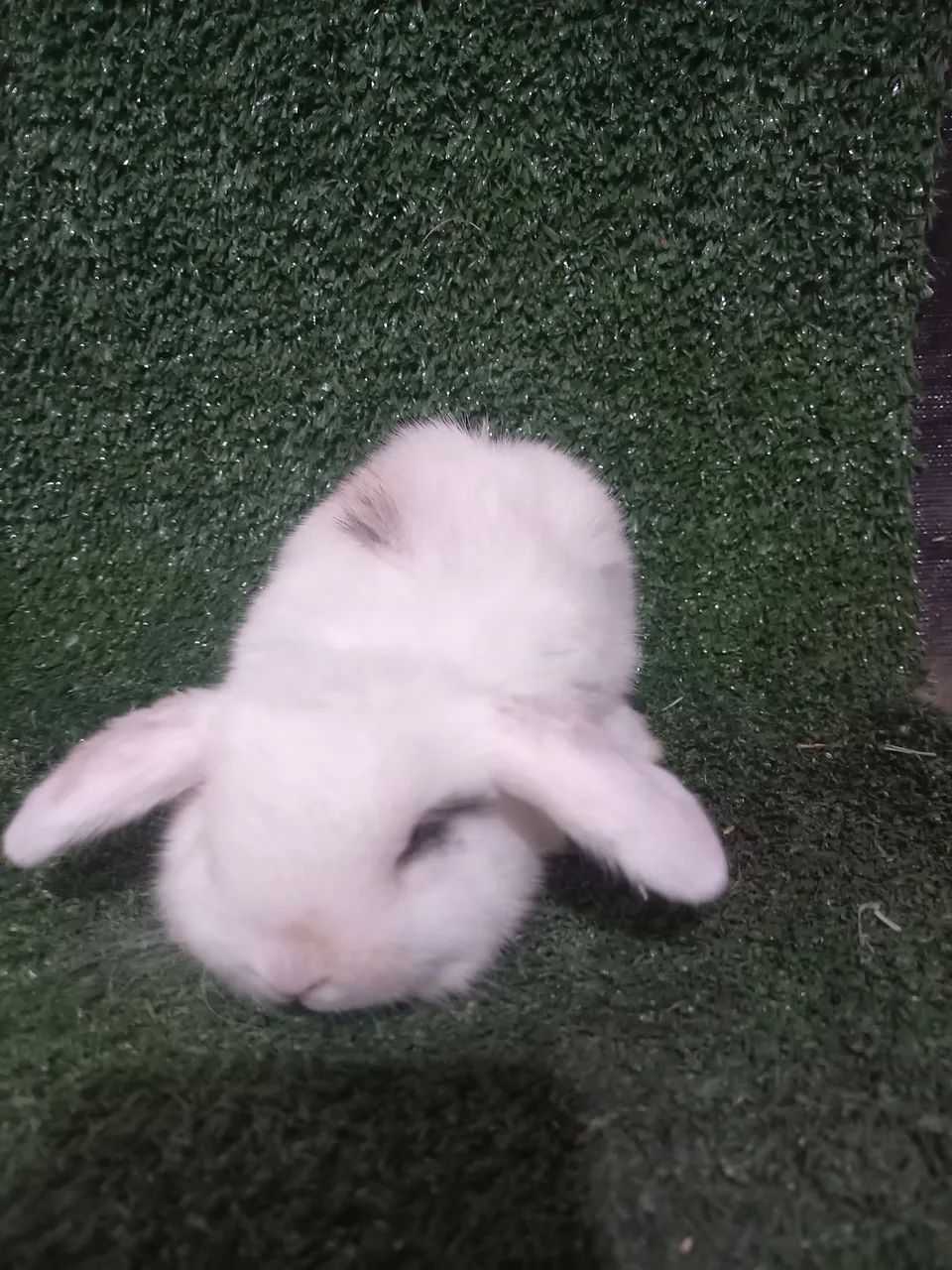 Coelho mini lop - Foto 2