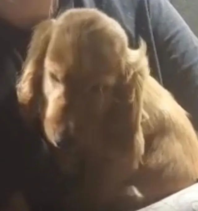 Cocker spaniel muito carinhoso