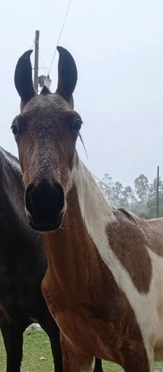 Cavalo  - Foto 3