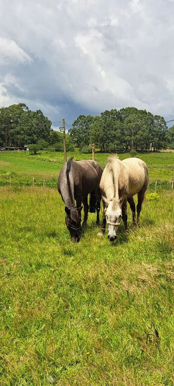 Rodeio da Vacaria !!! 02 Animais, sendo 01 égua Crioula Domada, pronta para o Laço !!!