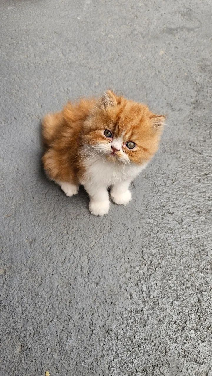Gato Persa ( macho)