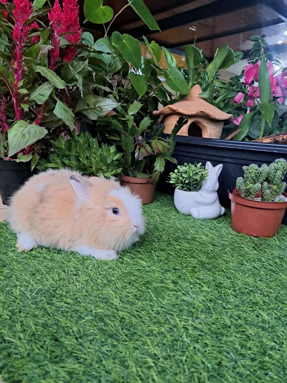 mini coelhos 