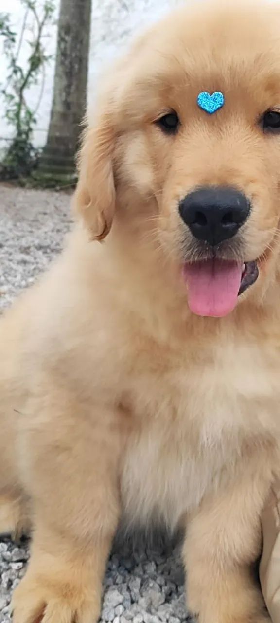 Lindos Golden Retriever 